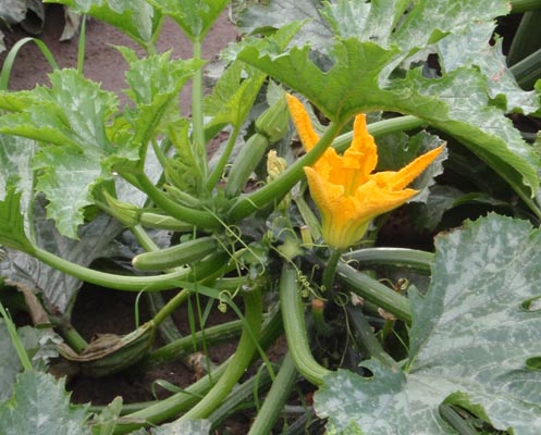 Courgette